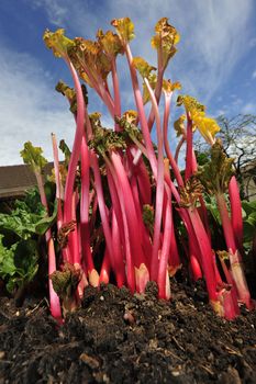 Rhubarb in the garden, that has been 'forced', i.e. grown in the darkness under a bucket to make it grow long. 