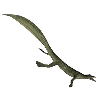 Mesosaurus dinosaur in white background- 3D render