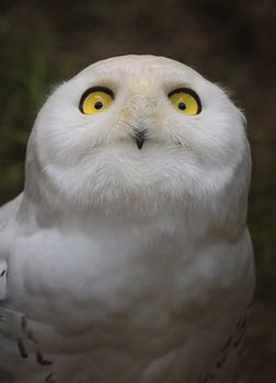 Snowy owl, bubo scandiacus, portrait with beautiful eyes
