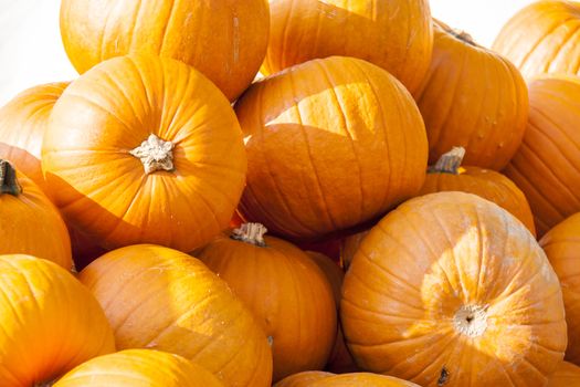 Halloween big Halloween cucurbita pumpkin pumpkins from autumn harvest on a market