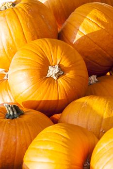 Halloween big Halloween cucurbita pumpkin pumpkins from autumn harvest on a market