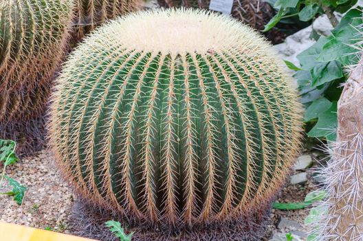 Big beautiful gold ball cactus also jokingly called mother-in-law cushion.