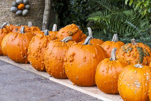 Halloween big Halloween cucurbita pumpkin pumpkins from autumn harvest on a market