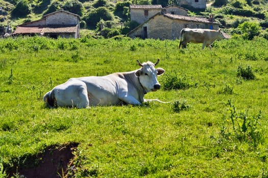 White cow on the green mountain meadow