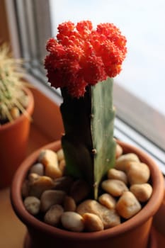 Cactus with red cap on the windowsill in a clay pot