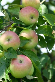 Five apples hanging on the tree