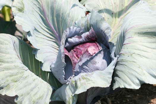 A Harvest Ripe red cabbage (Brassica oleracea convar. Var capitata rubra l.)