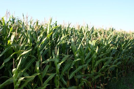 Harvest-able corn field, with blue sky in the background