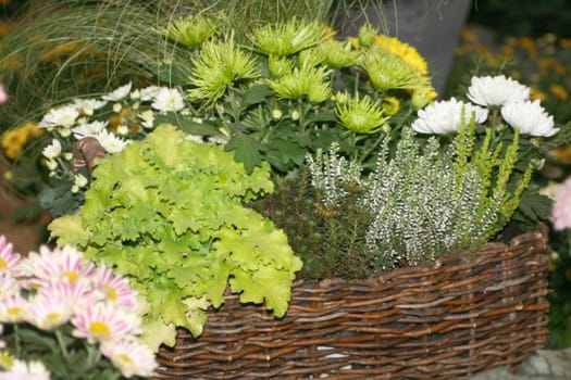 A woven basket with flowers planted 