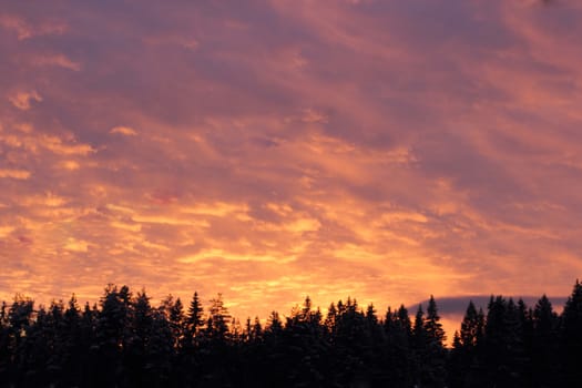 Pink sky over the firs Sunset  background