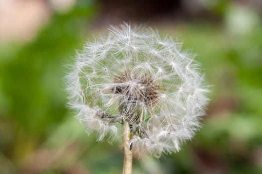 White dandelion as background.