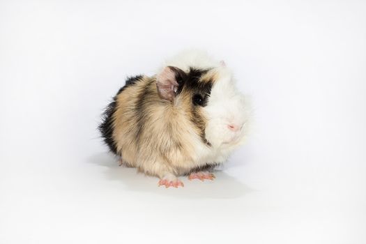 Guinea pig on the white background.