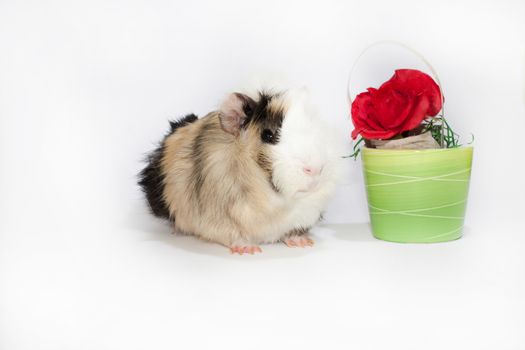 Guinea pig with the red rose in the bowl