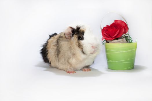 Guinea pig with the red rose in the bowl.