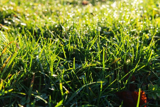 morning dew on a grass