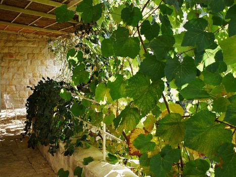 Mediterranean Italian style wooden pergola covered by hanging grapevines grapes