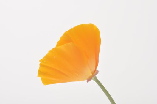 Eschscholzia 