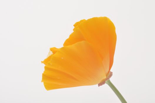 Eschscholzia 