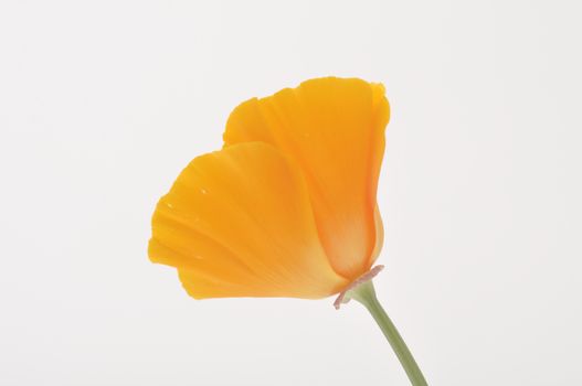 Eschscholzia 