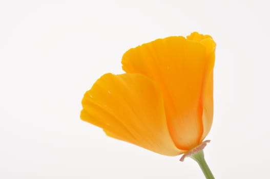 Eschscholzia 