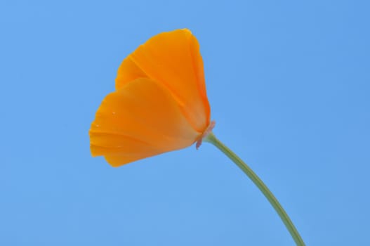 Eschscholzia 