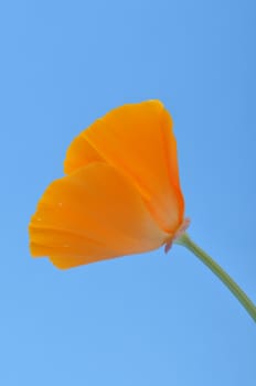 Eschscholzia 