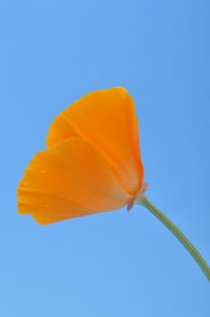 Eschscholzia 