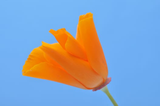 Eschscholzia 