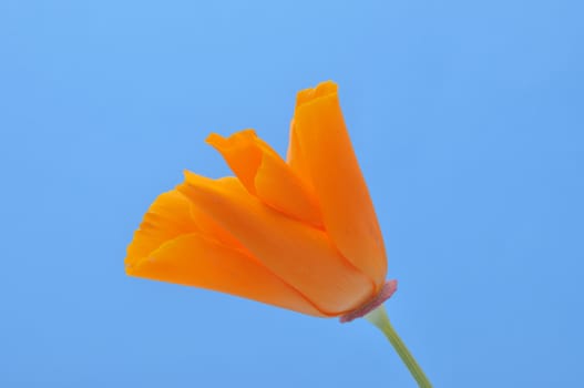 Eschscholzia 