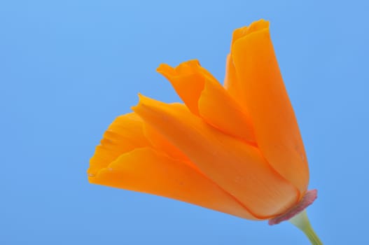 Eschscholzia 