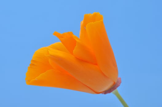 Eschscholzia 