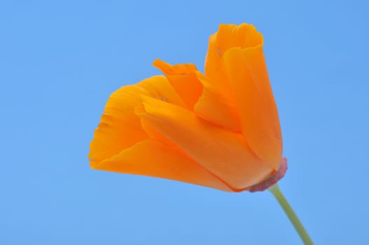 Eschscholzia 