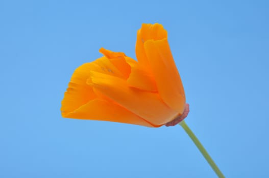 Eschscholzia 