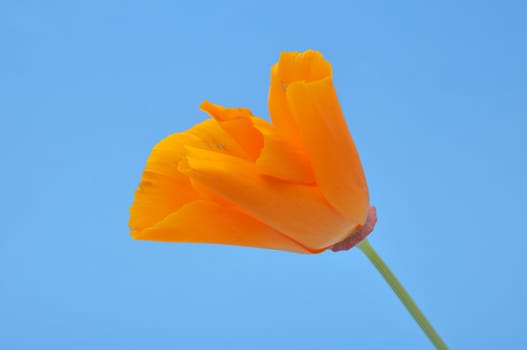 Eschscholzia 