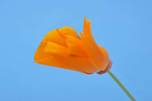 Eschscholzia 