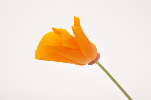 Eschscholzia 