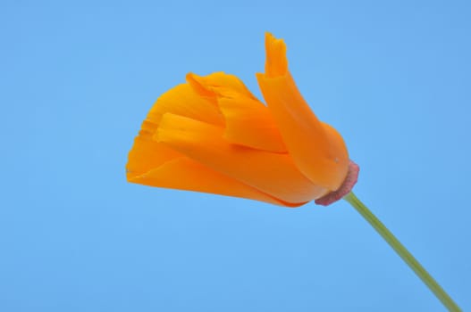 Eschscholzia 