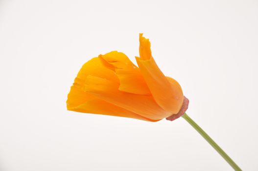 Eschscholzia 