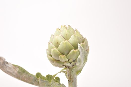 A freshy artichoke on white background