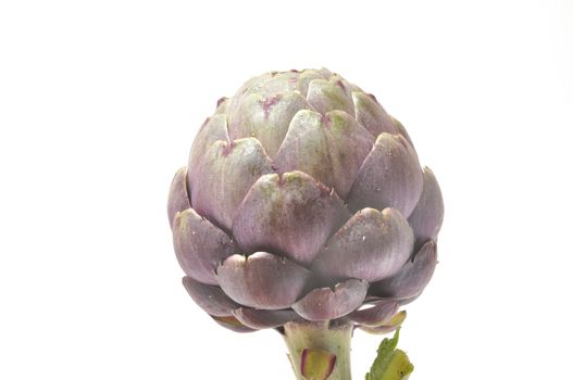 A freshy artichoke on white background