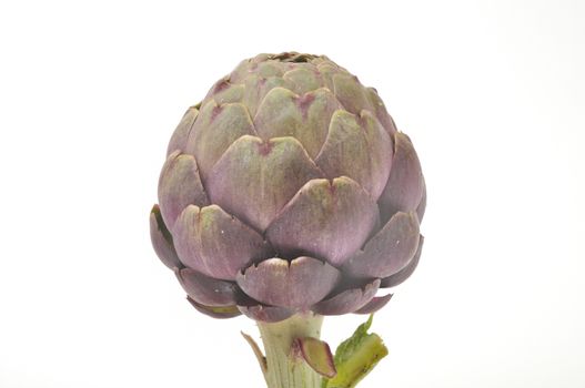 A freshy artichoke on white background