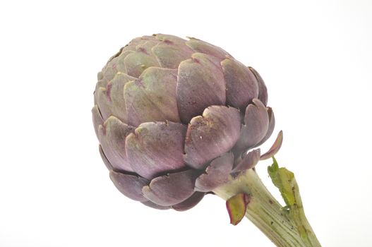A freshy artichoke on white background