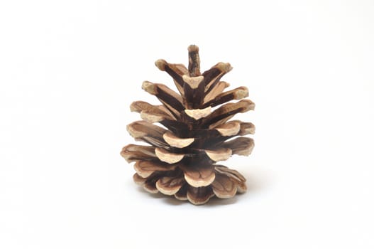 Pine cone