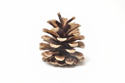 Pine cone