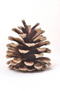 Pine cone