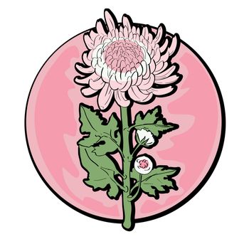 Chrysanthemum clip art, hand drawn cartoon illustration isolated on white