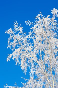 birches in  frost on  background of blue sky