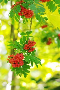 autumn rowan with red berry clusters