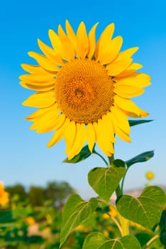 beautiful flower of a sunflower on a background of blue sky