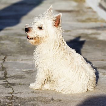 Small West Highlands Terrier sitting on sidewalk